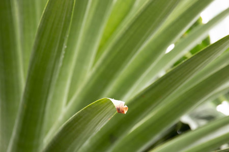 Close up of a green leaf with selective focus and shallow depth of field
