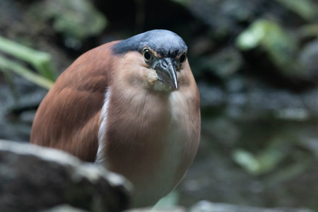Black-crowned night heron,Gran Canaria,Spain