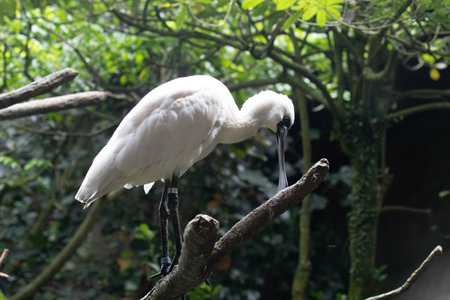 Spoonbill, Platalea leucorodendronの写真素材