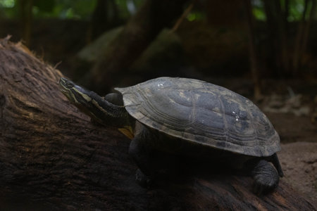 Close up Turtle in the zooの写真素材