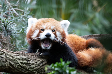 Red panda, also called the lesser panda or the red cat-bear