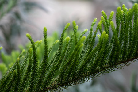 Close up Texture and Pattern of Green Pine leaves