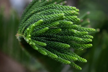 Close up Texture and Pattern of Green Pine leavesの写真素材