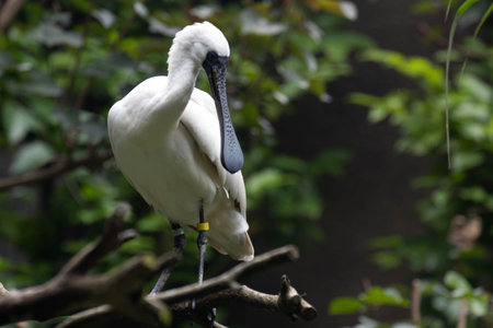 Beautiful White Bird , Black-faced spoonbill, on the treeの写真素材