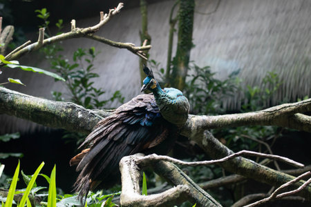 Beautiful peacock on the tree in the zoo, Thailand.の写真素材