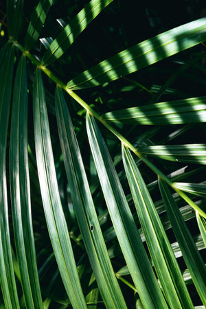 Palm leaves in the garden. Tropical background. Selective focus.