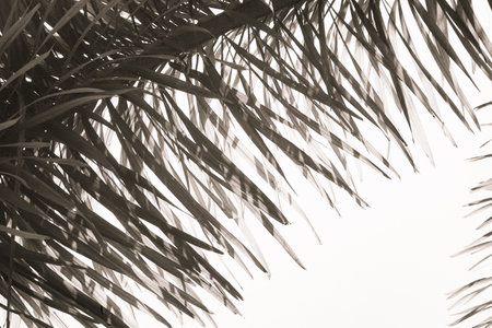 Beauty of Nature, curve of Fresh Green Leaf , showing detail on Texture and Patternの写真素材