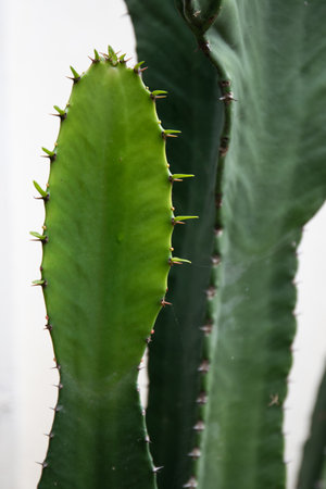Cactus with green leaves on a white background. Close-up.の写真素材