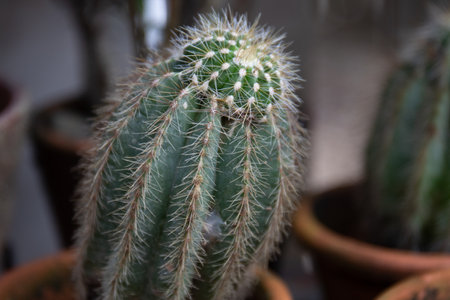 Cactus in a pot on a shelf in a flower shop.
