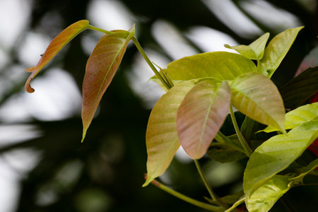 Close up of the green leaves of a tree in the garden.