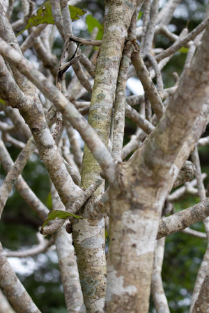 Close up of tree branch in the garden,Thailand,Asia