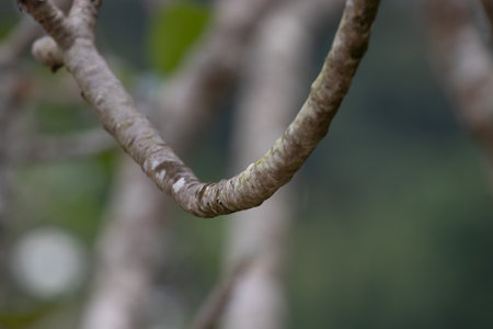 Frangipani tree branch in tropical rainforest, Thailand.