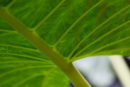 Close up of green leaf texture background. Tropical plant, nature and environment concept.