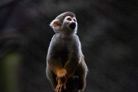 Squirrel monkey (Saimiri sciureus). Wildlife animal.