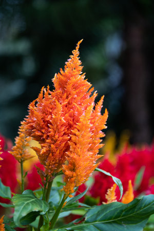 Celosia argentea flower in the garden, stock photo