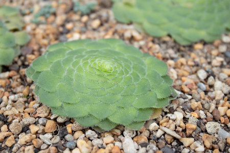 Succulent plant in the garden, closeup of green leaves