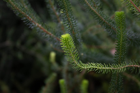 Close up of a green spruce branch in the forest. Selective focus.