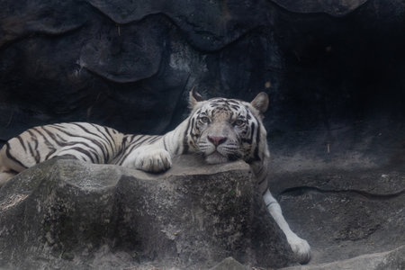 White tiger sleeping on the rock. (Panthera tigris)