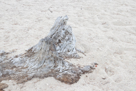 Tree trunk on the beach in the morning, closeup of photoの写真素材
