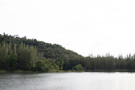 peaceful and tranquil naturistic site for camping among the evergreen tree