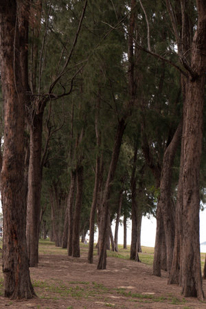 Pine trees in the park by the sea, Songkla, Thailandの写真素材