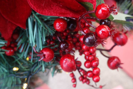 Close up Red Berries and Green Fir on white backgroundの写真素材