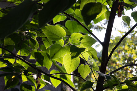 Leaves of a tree in the light of the morning sun.