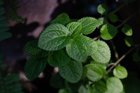 Peppermint leaves in the garden. Selective focus and shallow depth of field.