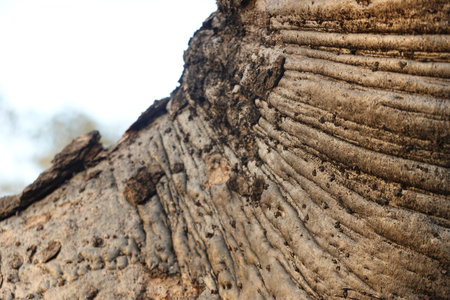 Close up of tree trunk in Chobe National Park, Botswana, Africaの写真素材