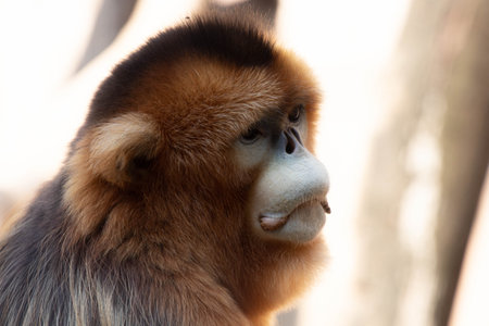 Portrait of a Male Golden monkey , Close-upの写真素材
