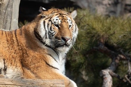 Siberian Tiger (Panthera tigris altaica)