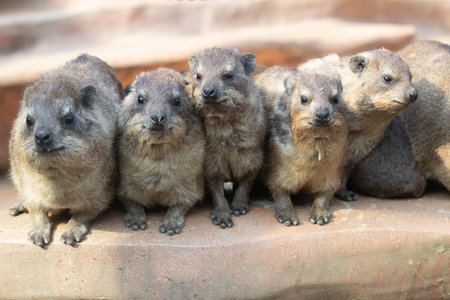 Group of Rock Hyrax (Dassiella capensis)の写真素材