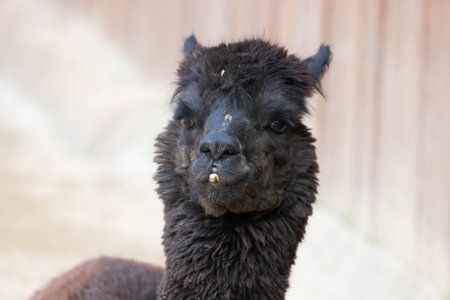 Portrait of an alpaca (lama glama)の写真素材