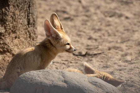 Cute young fennec fox (Vulpes vulpes)の写真素材