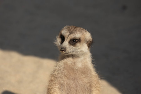 Meerkat (Suricata suricatta) in the zooの写真素材