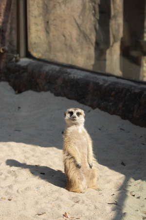 Meerkat sitting on the sand and looking at the camera.の写真素材
