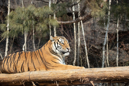 The Siberian tiger,Panthera tigris altaica is the biggest cat in the worldの写真素材
