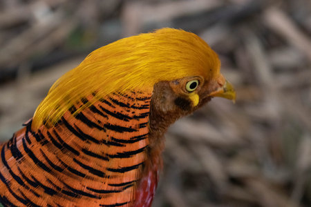 Elegant and colorful golden pheasant bird in the parkの写真素材