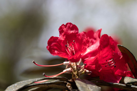Red rhododendron flower on a green background in springの写真素材