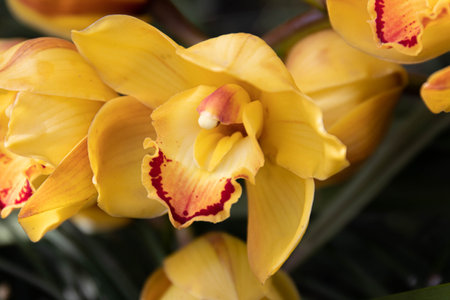 Pastel color Orchid , eleegant and beautiful, Boat orchid (Cymbidium sp.) flowersの写真素材