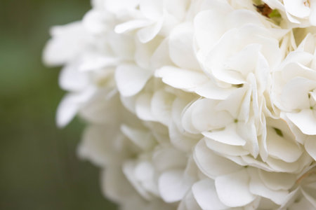 White hydrangea flowers close-up on a blurred background
