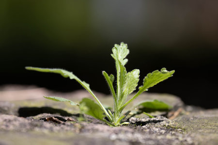 Young seedling on a wooden background. Macro. Selective focus.の写真素材