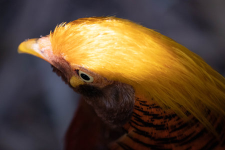 Portrait of a Golden pheasant (Phasianus colchicus)の写真素材