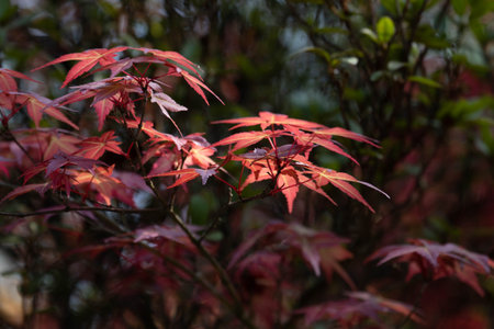 Red maple leaves in the garden in autumn, closeup of photo