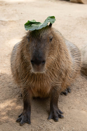 Funny pose of still Capybara on the groundの写真素材