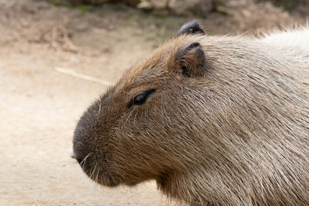 Funny pose of still Capybara on the groundの写真素材
