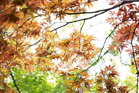 Maple leaves in autumn season in the park. Nature background.