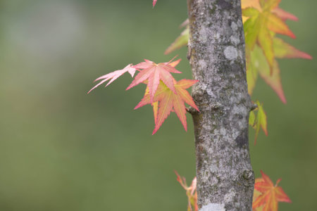 Maple leaves in autumn colors on a tree trunk with blurred backgroundの写真素材
