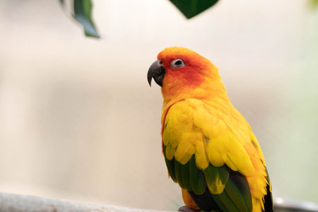 Beautiful Sun Conure (Aratinga solstitialis)の写真素材