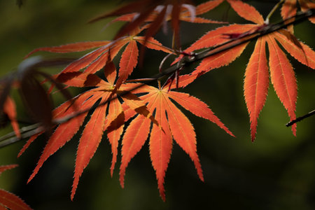 Colorful and form os Japanese Maple leaves throughout the growing season